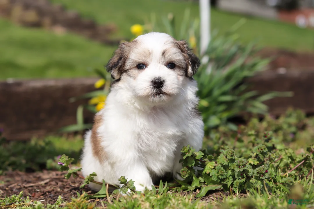 Morkie dogs for sale: Violet - Ad 1