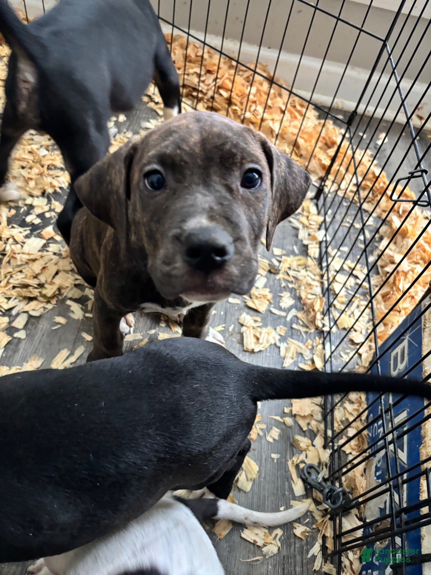 Mixed Breed dogs for sale: Mixed Breed 10 - Ad 23