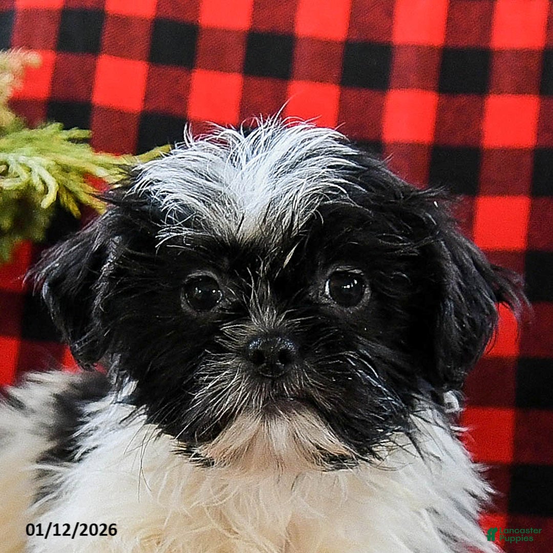 Shih Tzu dogs for sale: Annie - Ad 5