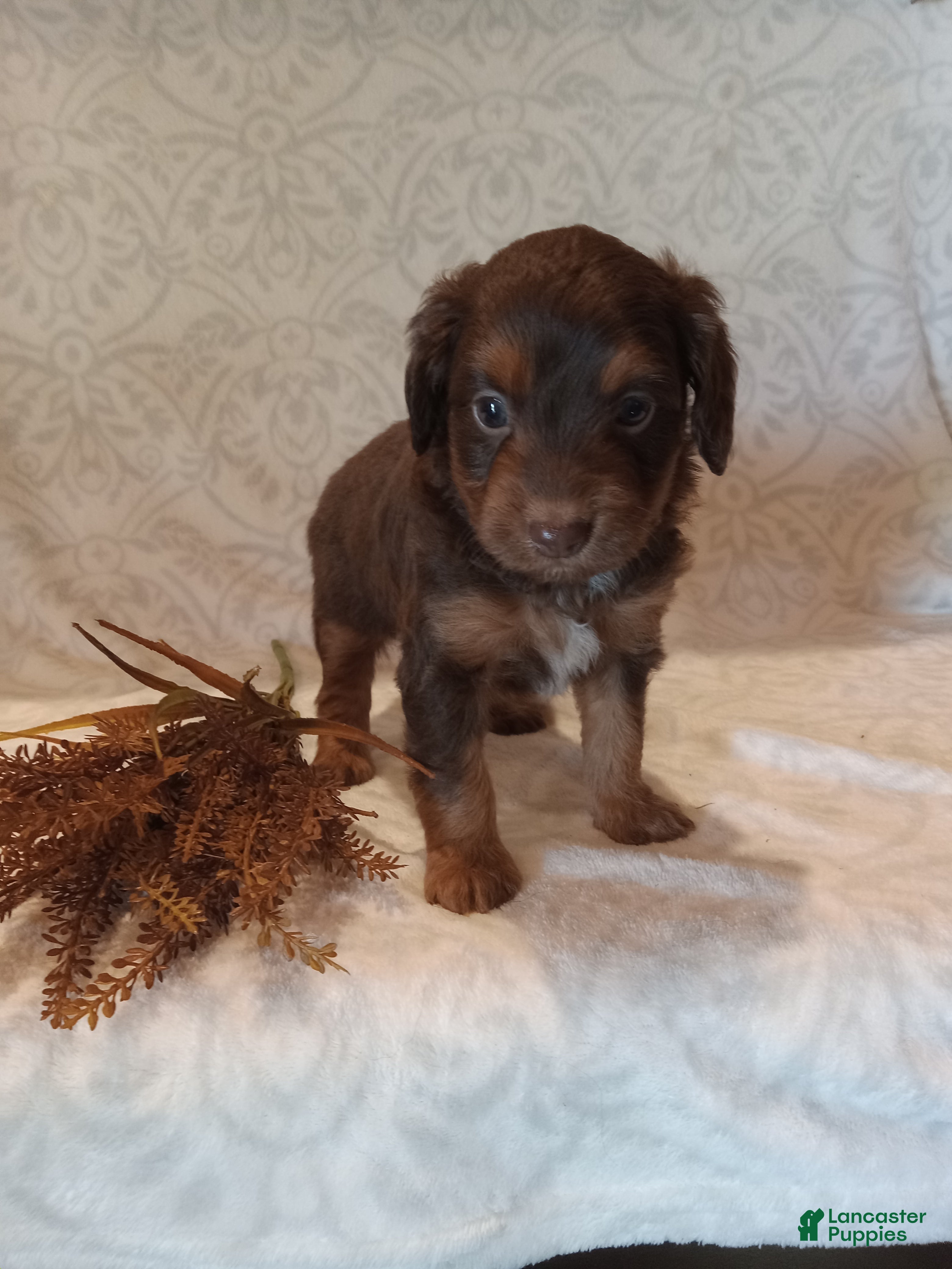 Mixed Breed dogs for sale: Ian - Ad 4