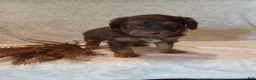 Mixed Breed dogs for sale: Ian - Ad 1