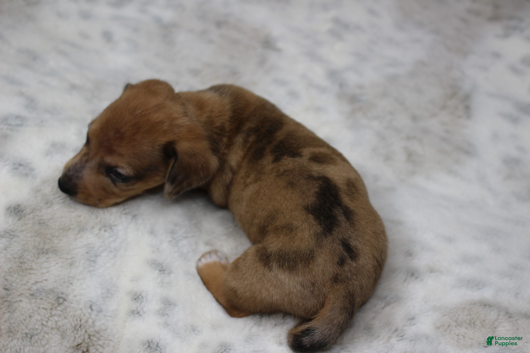 Miniature Dachshund dogs for sale: Luna  - Ad 2