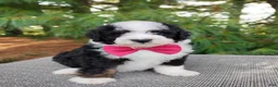 Bernedoodle dogs for sale: Toffee  - Ad 4