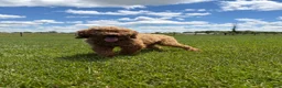 Cavapoo dogs for sale: Maggie - Ad 9