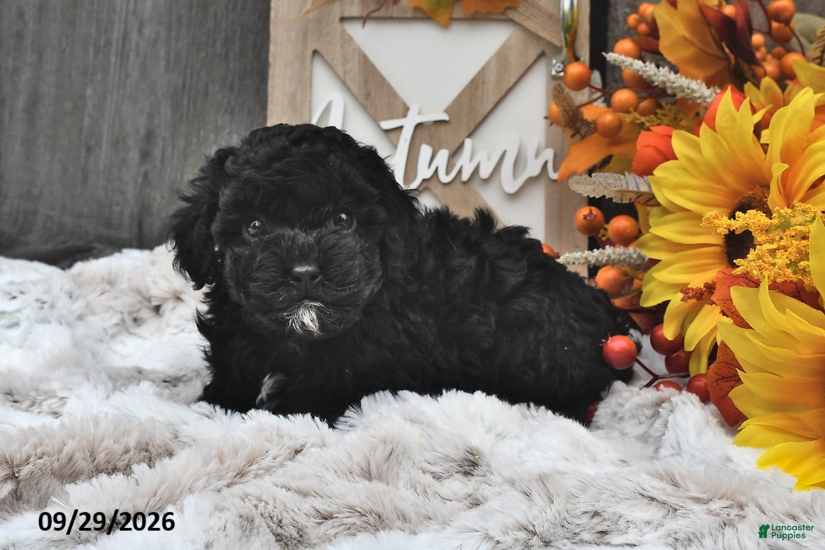 Shihpoo dogs Milo - Ad 1