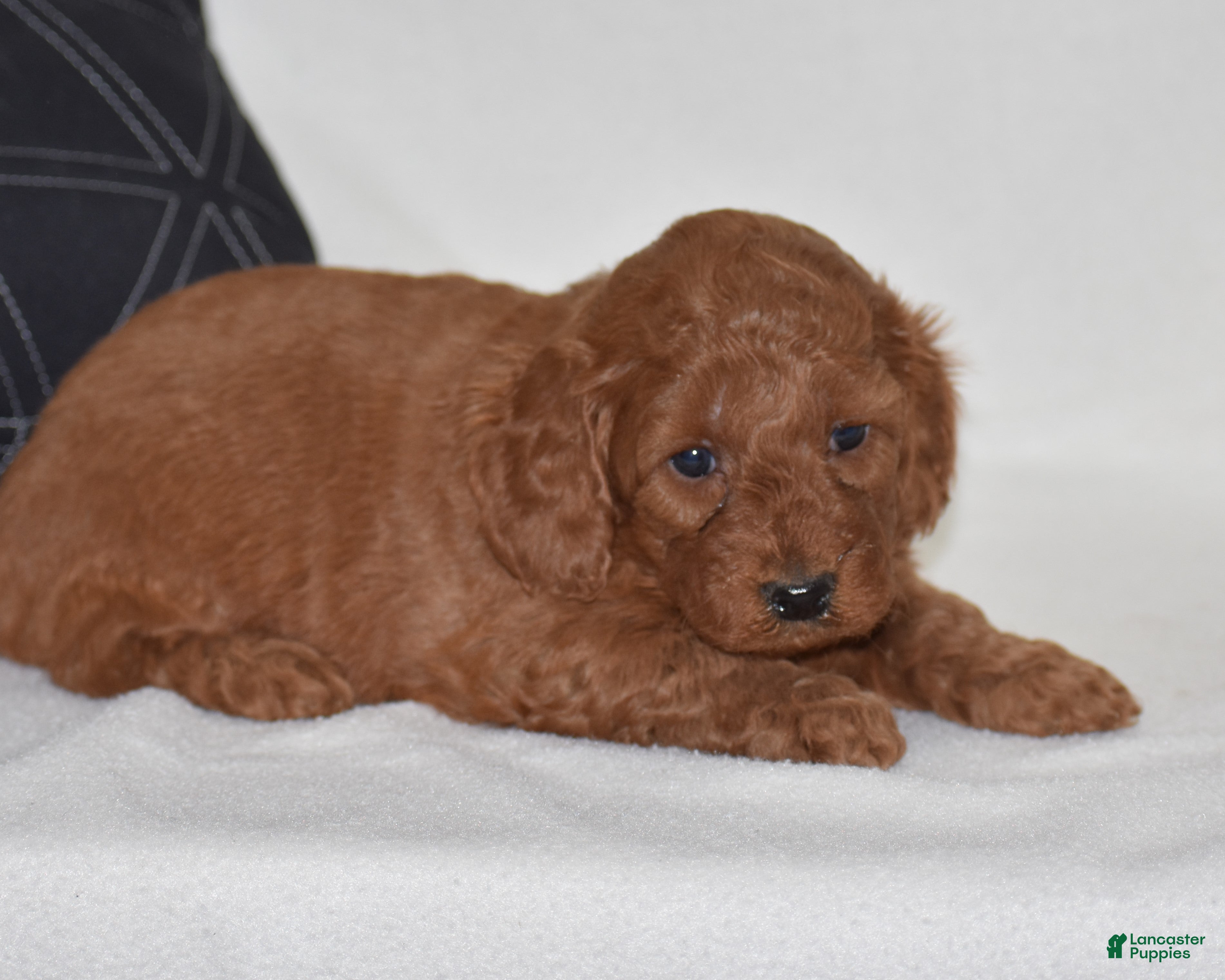 Mini Goldendoodle dogs Willow - Ad 1