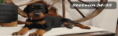 Doberman Pinscher Puppy 3
