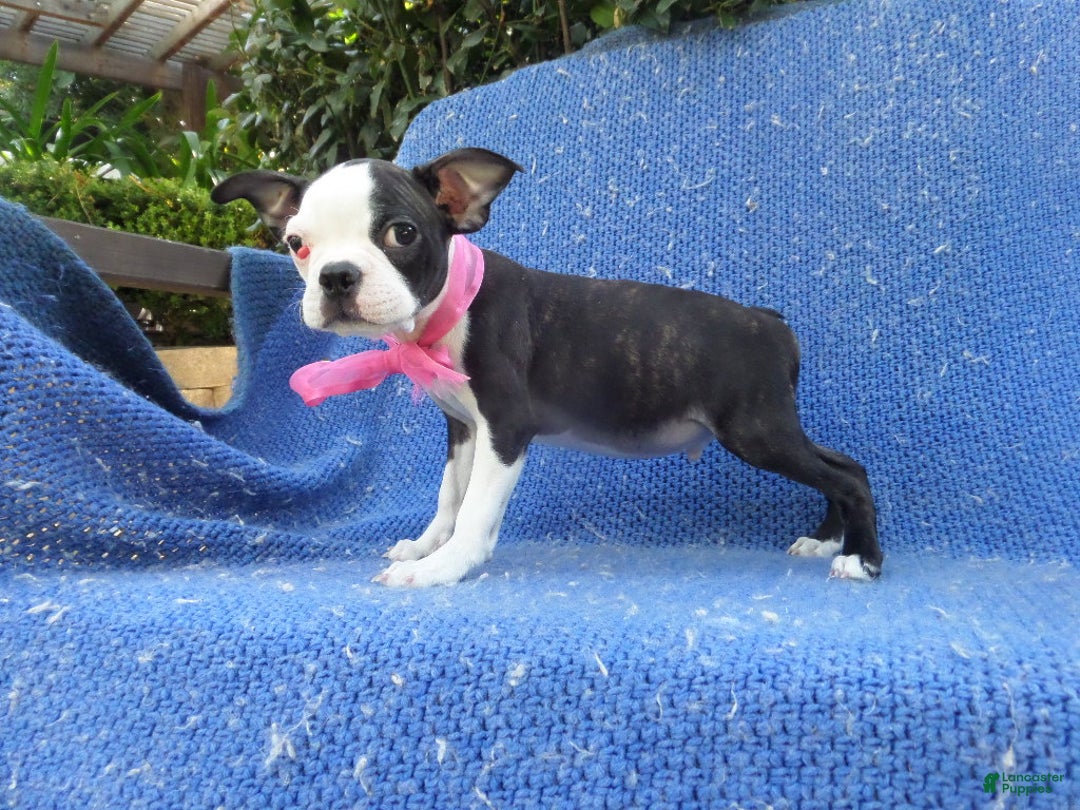Boston Terrier dogs for sale: Carmy  - Ad 1