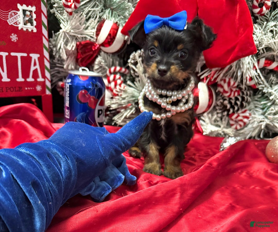 Yorkshire Terrier dogs for sale: Rigatoni  - Ad 7