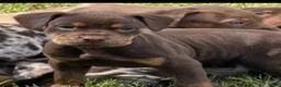 Catahoula Leopard Dog dogs for sale: Foxy Lady - Ad 2