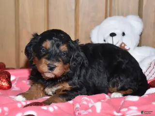 Mini Bernedoodle dogs Maisley - Ad 27