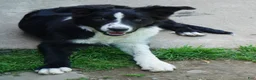 Border Collie dogs for sale: ASHTON - Ad 5