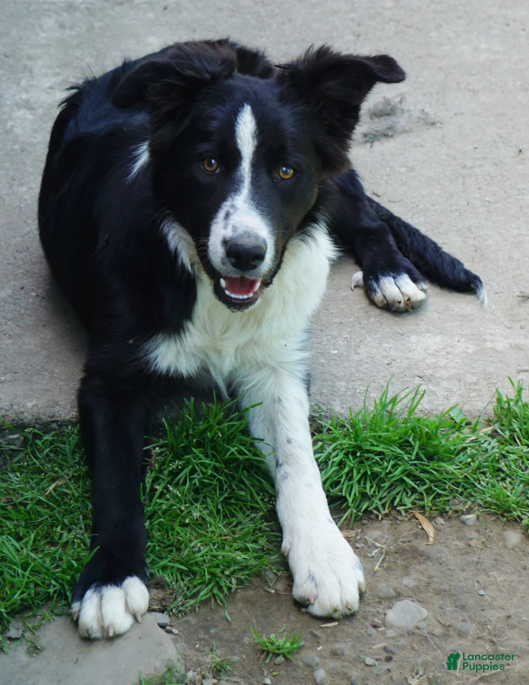 Border Collie dogs for sale: ASHTON - Ad 5