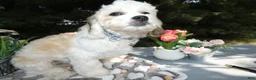 Teddy Bear dogs for sale: Teddy Bear 1 Teddy - Ad 3