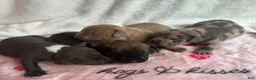 American Bully dogs for sale: American Bully 1 - Ad 6