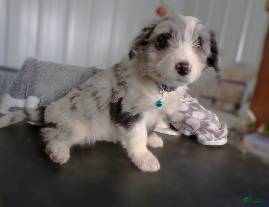 Mini Aussiedoodle dogs for sale: Mini Aussiedoodle Puppy 5 Micky - Ad 3