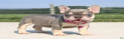 French Bulldog dogs for sale: Chanelle - Ad 6