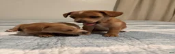 Mixed Breed dogs for sale: Chloe - Ad 9