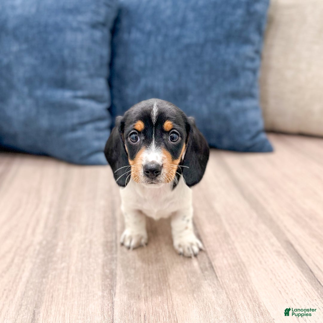 Miniature Dachshund dogs for sale: Bella - Ad 6