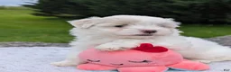 Maltese dogs for sale: Maltese 2 - Ad 28