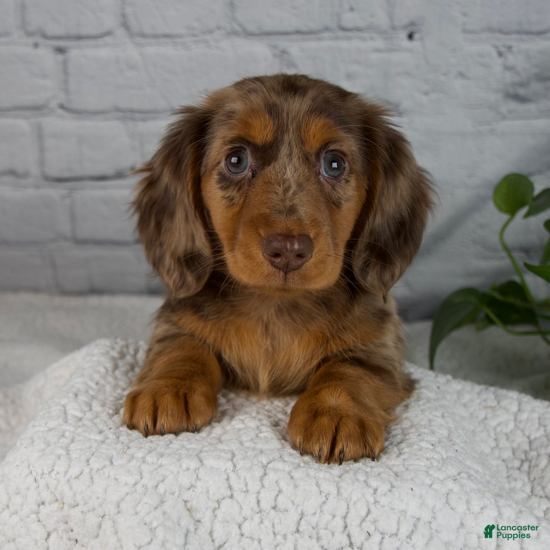 Miniature Dachshund dogs for sale: Mia - Ad 2