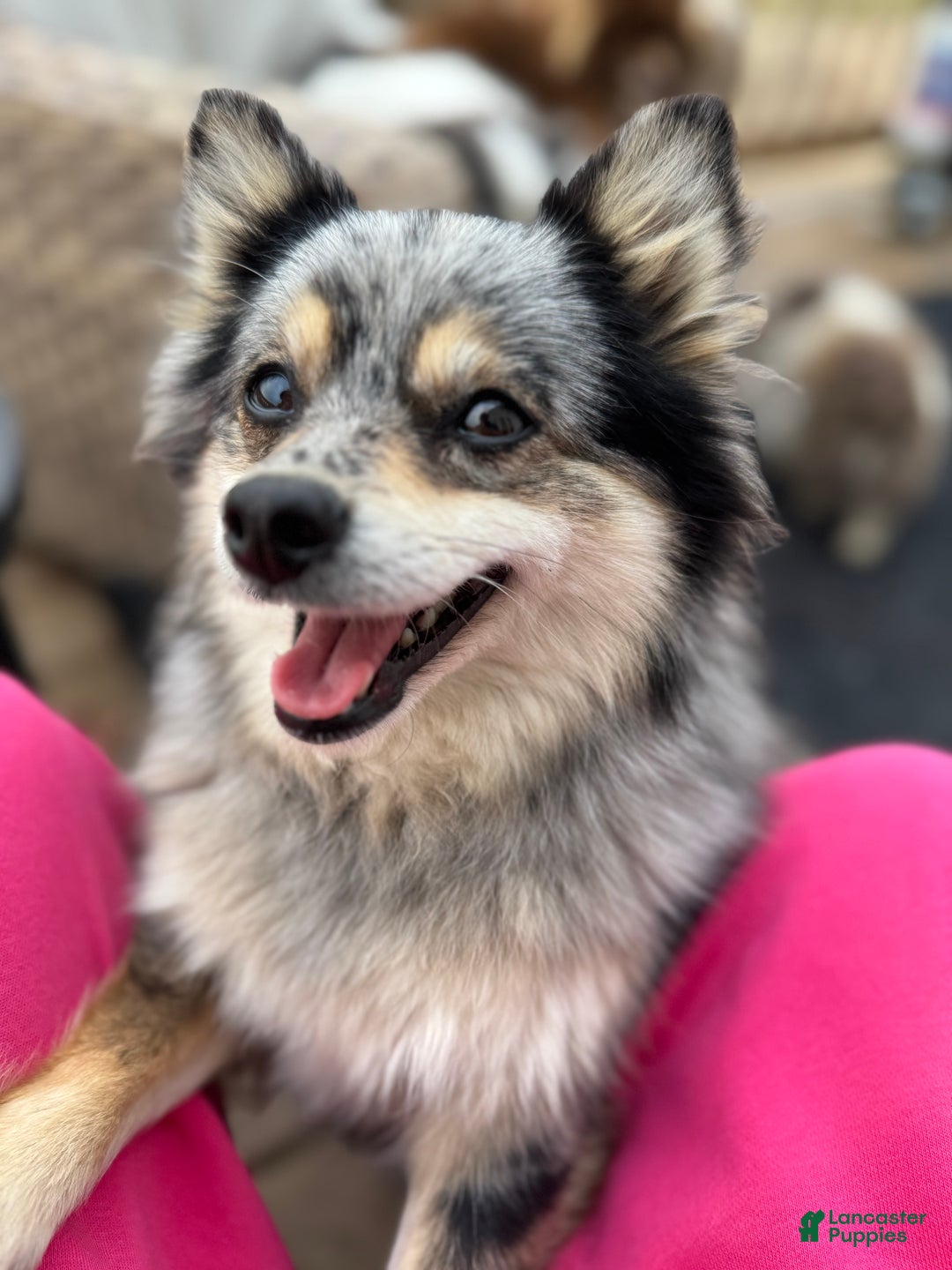 Mixed Breed dogs for sale: Nakoa - Ad 4