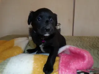 Border Collie dogs Border Collie Puppy 6 Jule - Ad 40