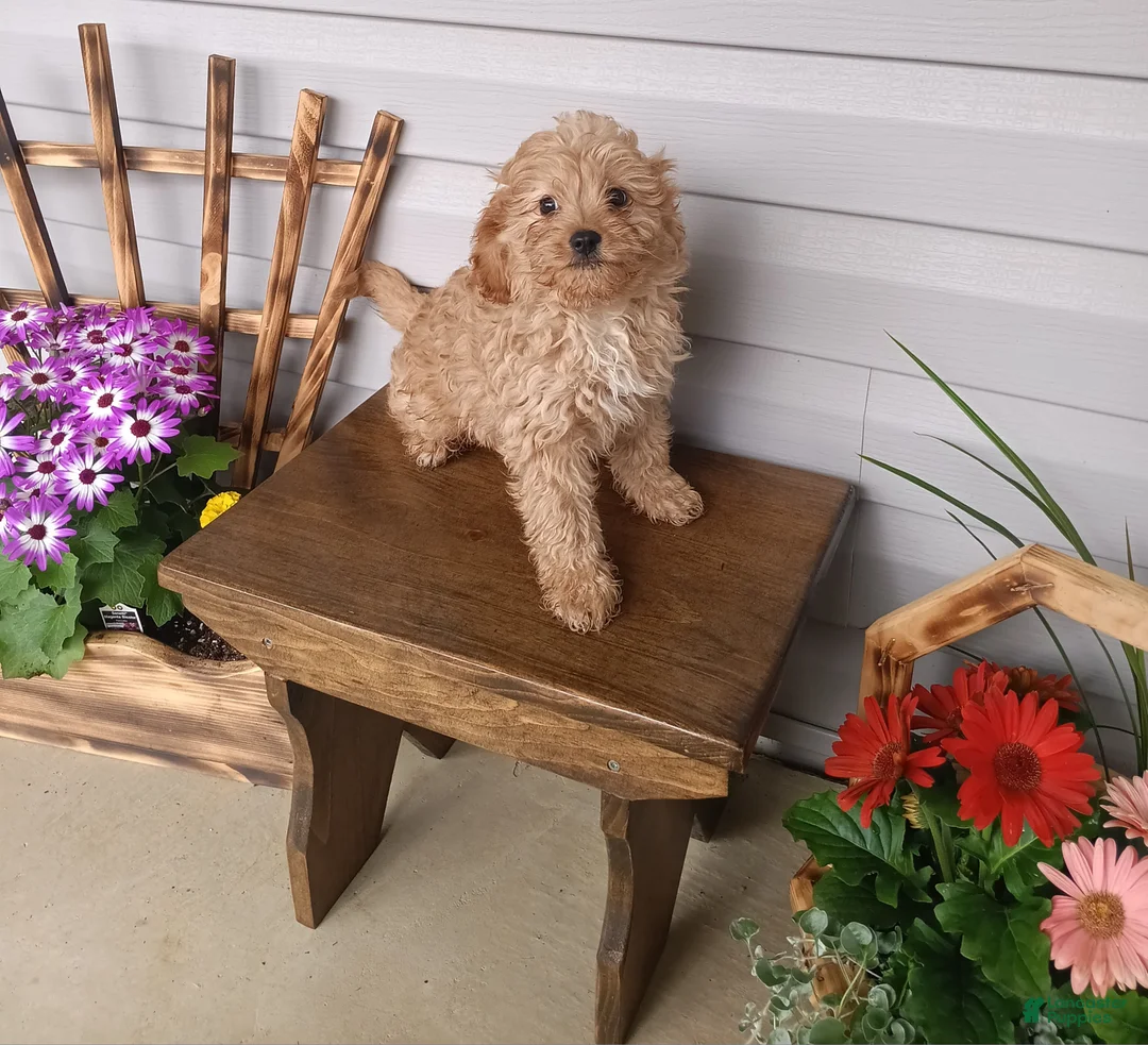 Gallery Image {{count}}