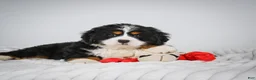 Miniature Bernese Mountain Dog dogs for sale: Chase - Ad 5