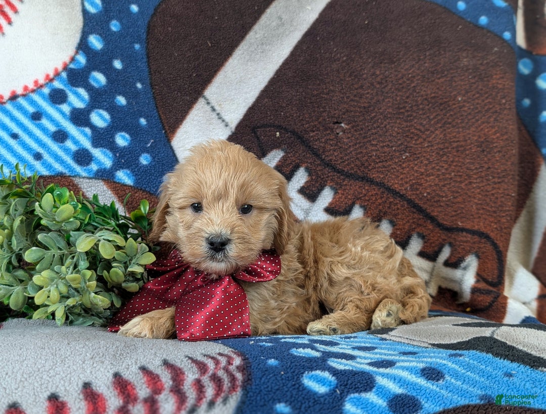 Cockapoo dogs for sale: Alexander Hypoallergenic - Ad 4