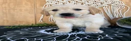 Golden Retriever dogs for sale: Grady - Ad 7