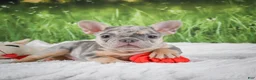 French Bulldog dogs for sale: Luna - Ad 9