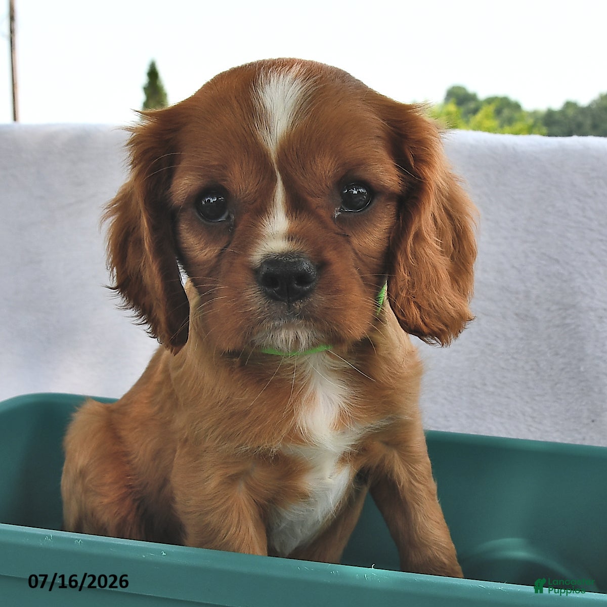 Cavalier King Charles Spaniel dogs Tom  - Ad 2