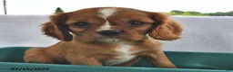 Cavalier King Charles Spaniel dogs for sale: Tom  - Ad 2