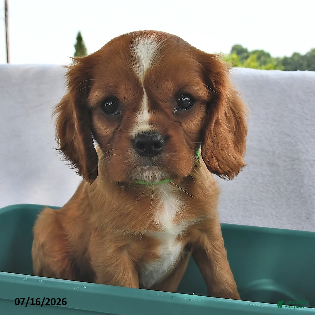 Cavalier King Charles Spaniel dogs for sale: Tom  - Ad 2