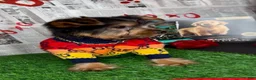 Yorkshire Terrier dogs for sale: Chosen - Ad 6