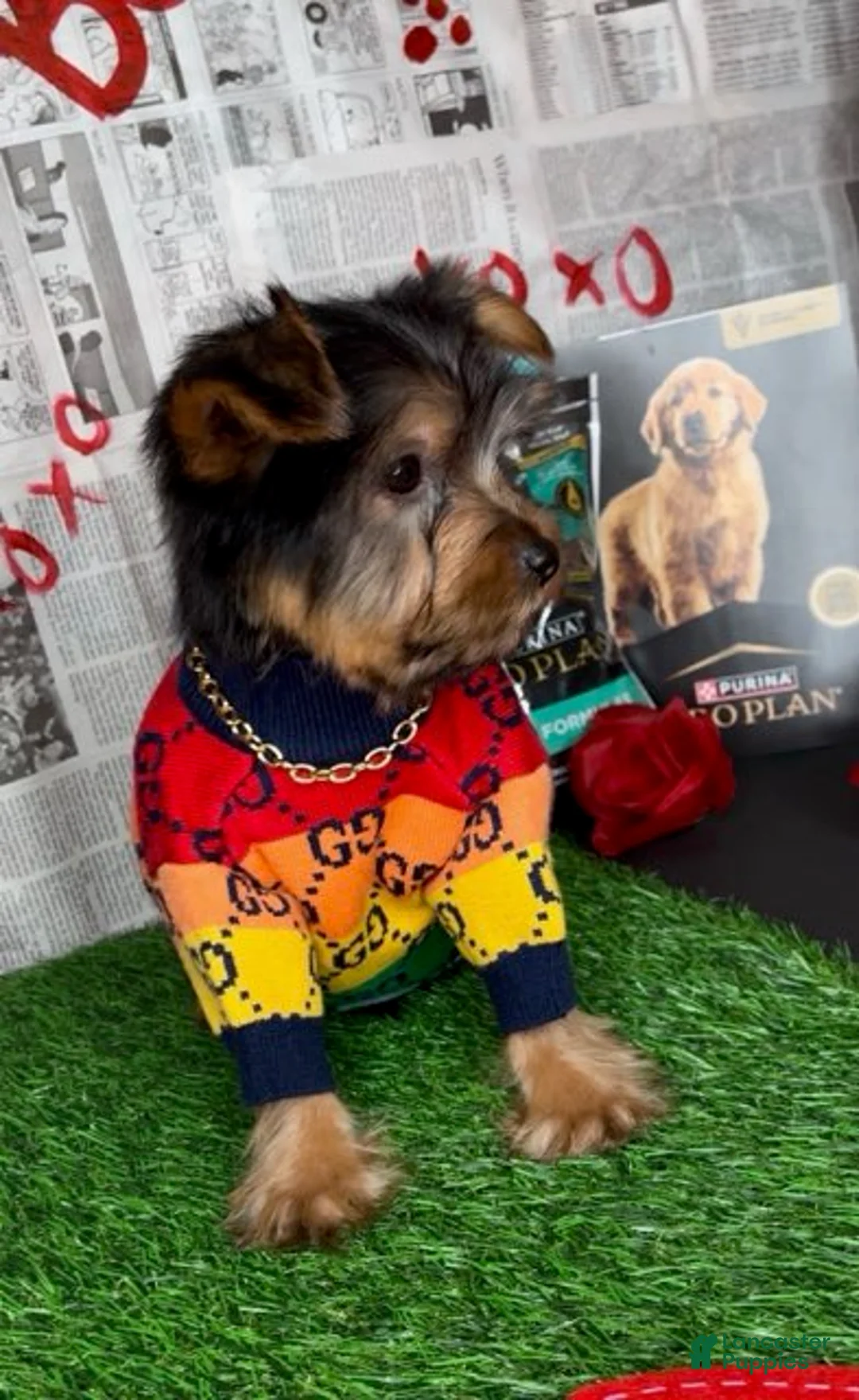 Yorkshire Terrier dogs for sale: Chosen - Ad 6