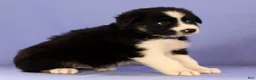 Miniature Australian Shepherd dogs for sale: Matthias - Ad 5