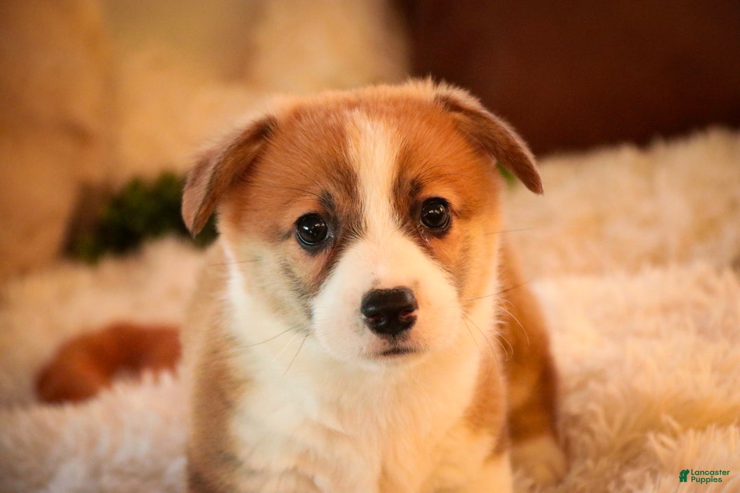 Welsh Corgi Pembroke dogs for sale: Toast - Ad 6