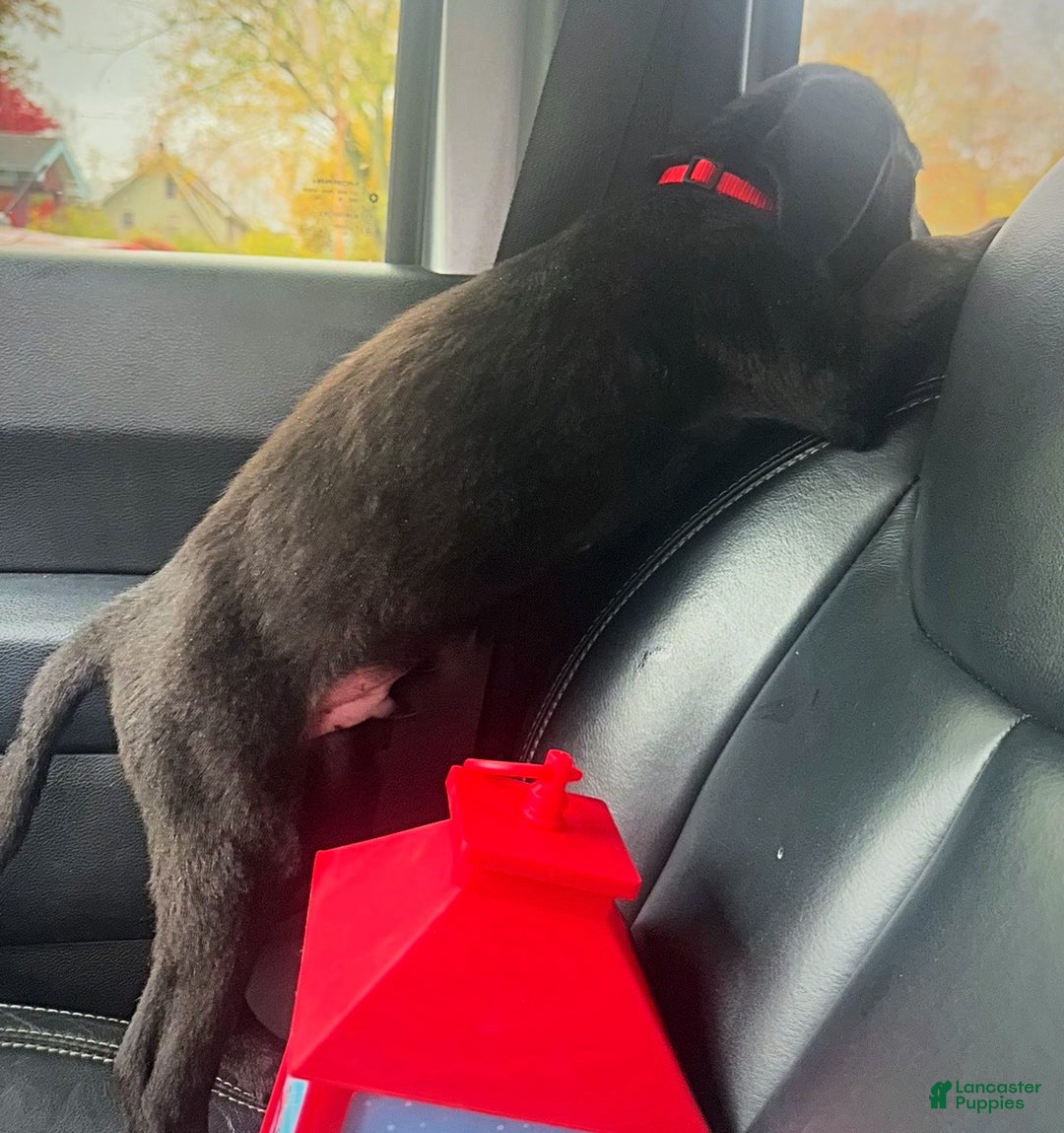 Labrador Retriever dogs for sale: Labrador Retriever Puppy 1 - Ad 4