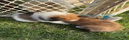 Pomeranian dogs for sale: Bambi - Ad 5