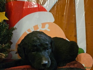 Mixed Breed dogs Boy #3 - Ad 39