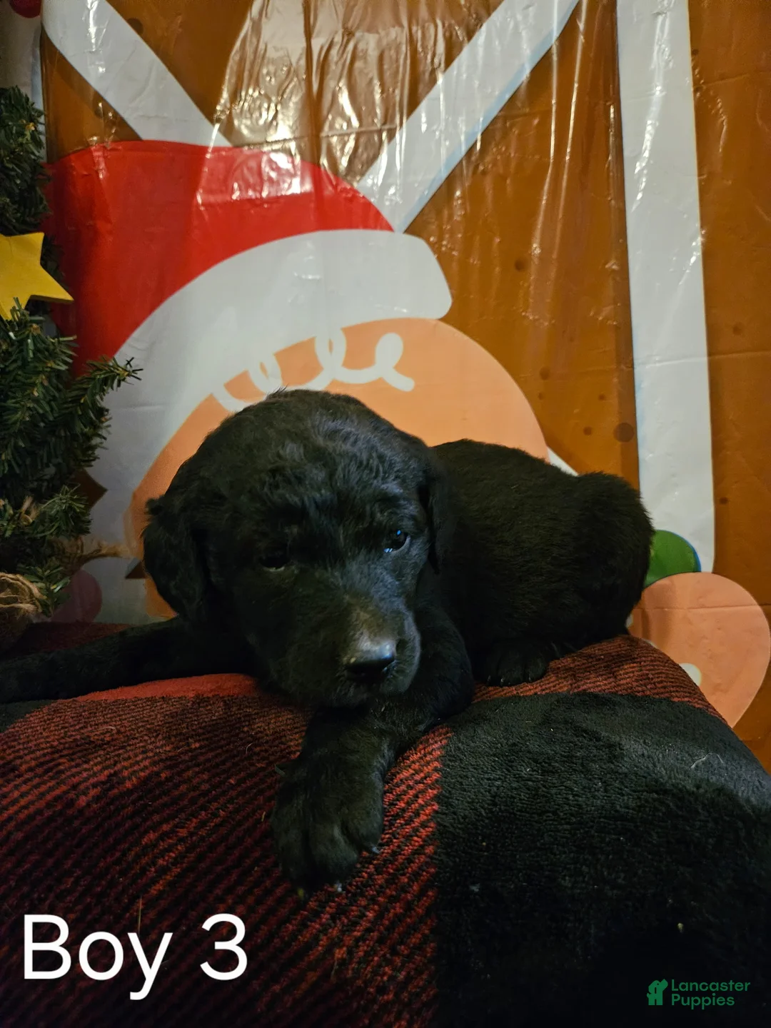 Mixed Breed dogs for sale: Boy #3 - Ad 2