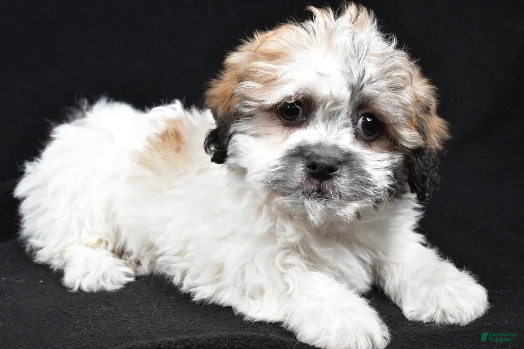 Teddy Bear dogs for sale: Carrie - Ad 1