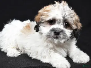 Teddy Bear dogs Carrie - Ad 36