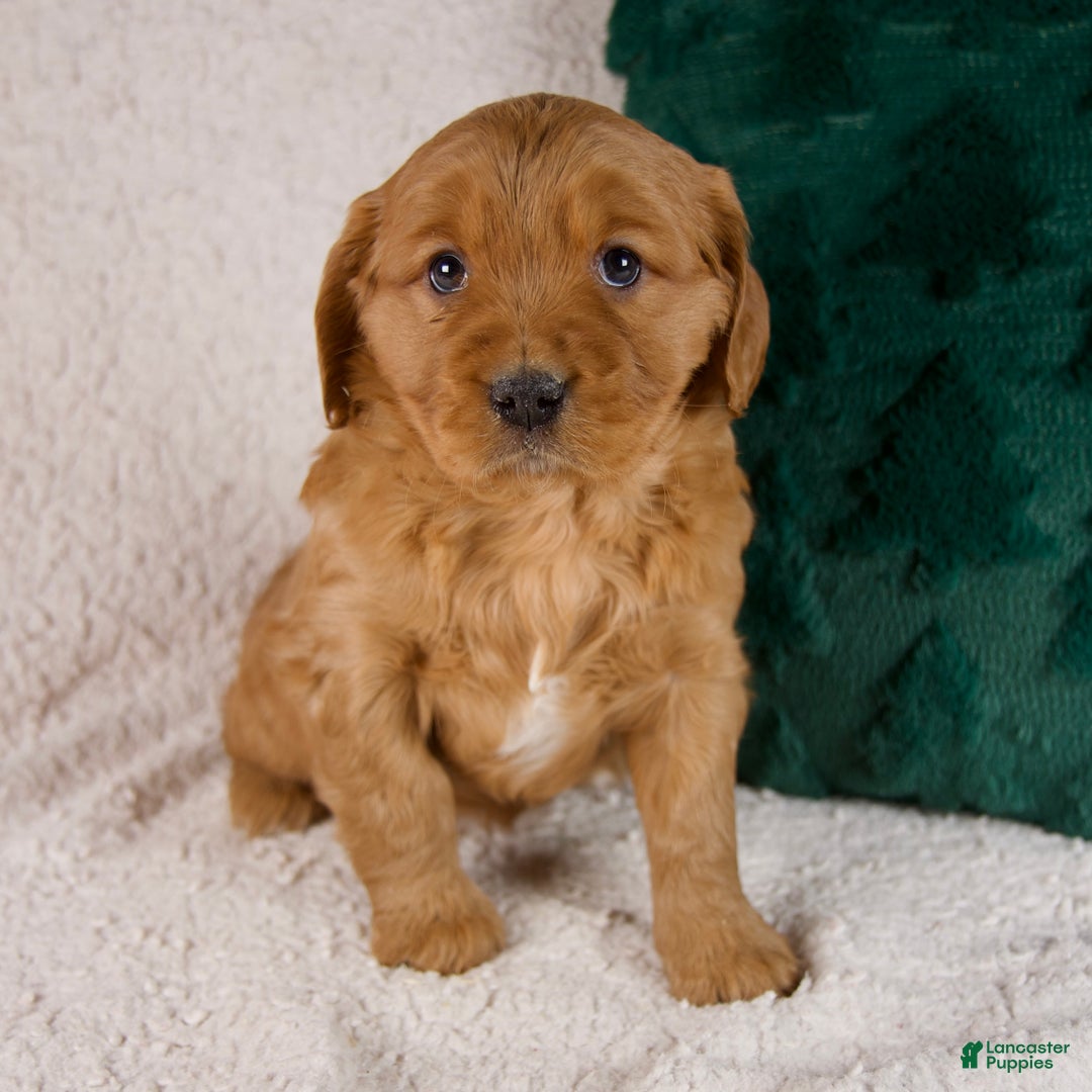 Mixed Breed dogs for sale: Millie - Ad 6