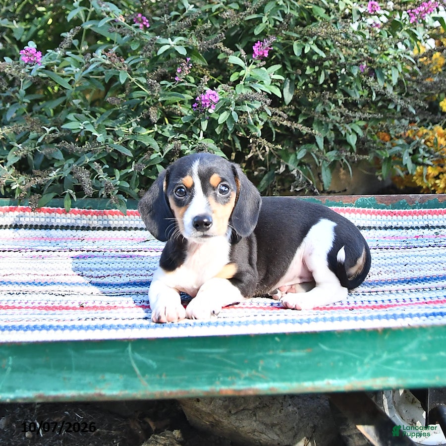 Miniature Dachshund dogs Katie - Ad 2