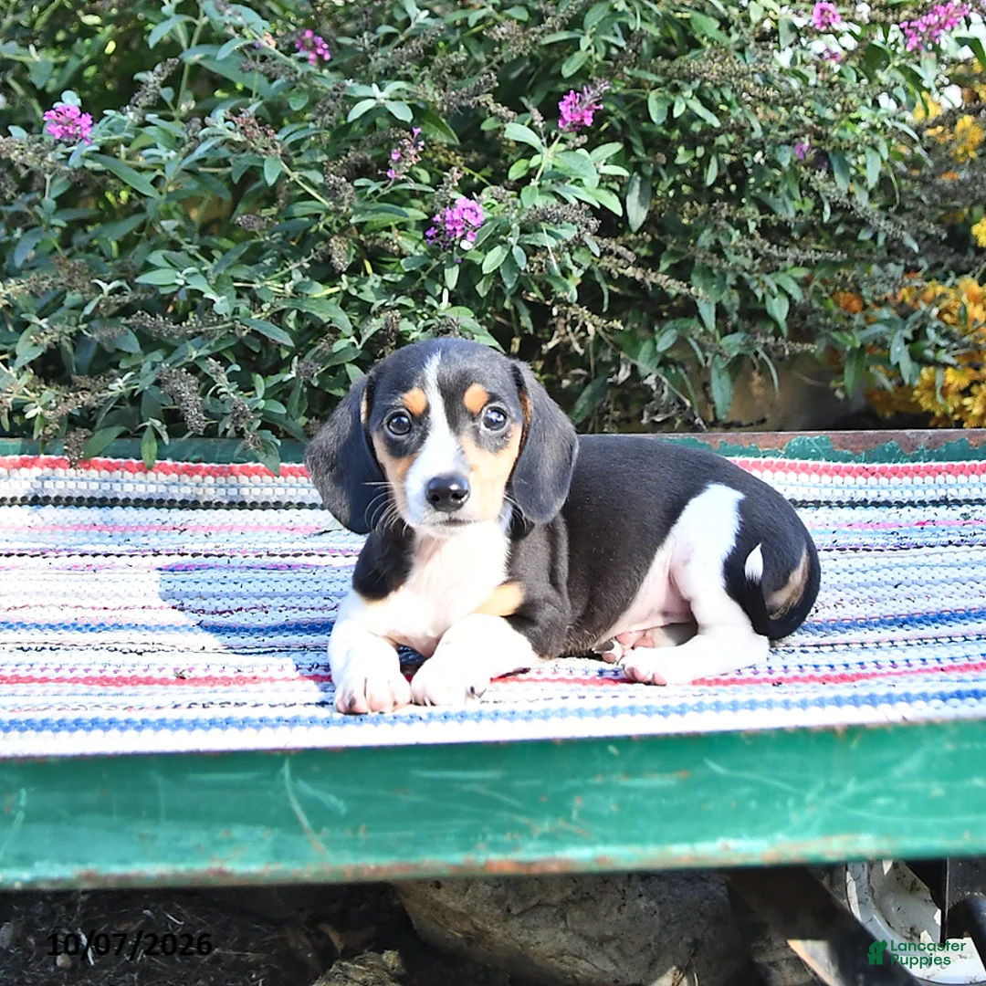 Miniature Dachshund dogs for sale: Katie - Ad 2