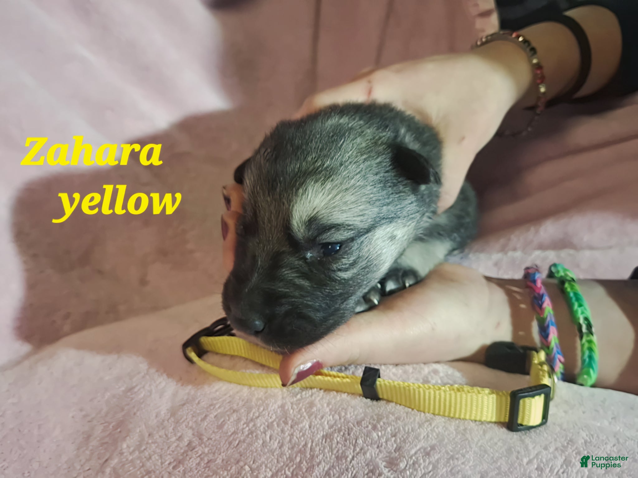 German Shepherd dogs Zahara - Ad 1