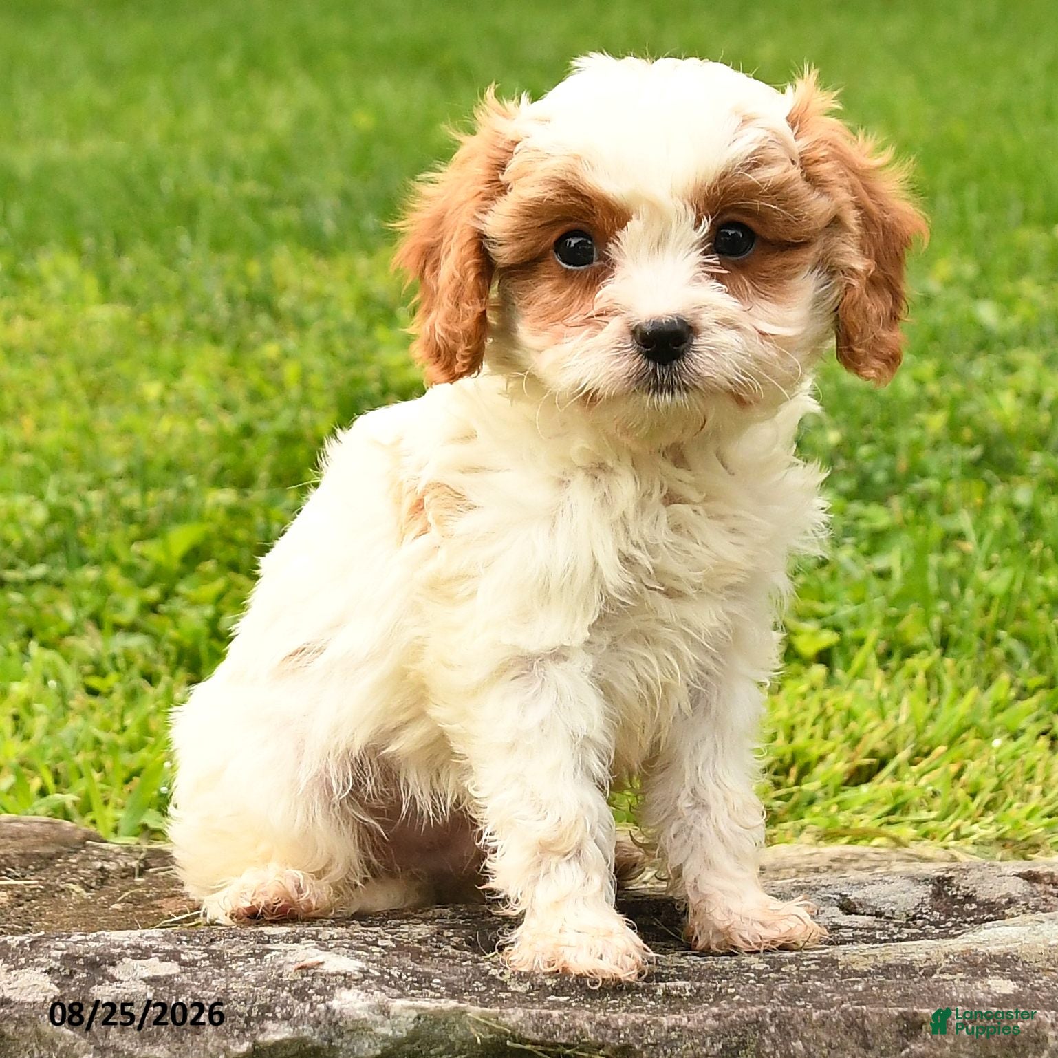 Cavapoo dogs Snowy - Ad 2